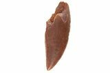 Serrated, Raptor Tooth - Real Dinosaur Tooth #251815-1